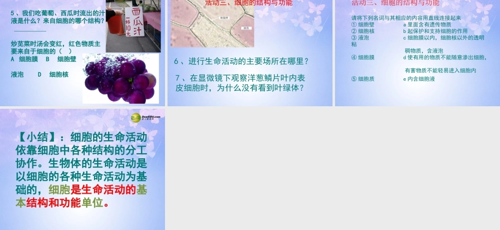 中学七年级生物上册 细胞的结构与功能课件 苏教版 课件