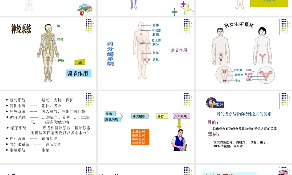 第三节人体概述-(3)