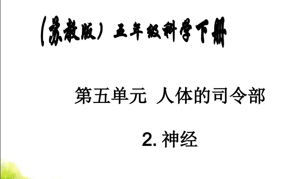 苏教版小学科学五年级下册《神经》课件