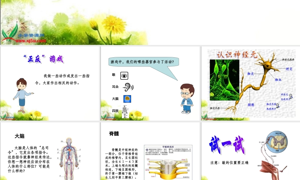 苏教版小学科学五年级下册《神经》课件