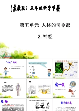 苏教版小学科学五年级下册《神经》课件