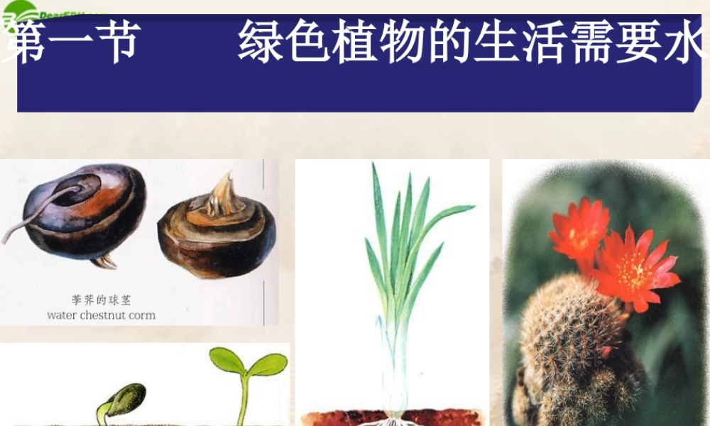 七年级生物上册 绿色植物的生活需要水课件 人教新课标版 课件