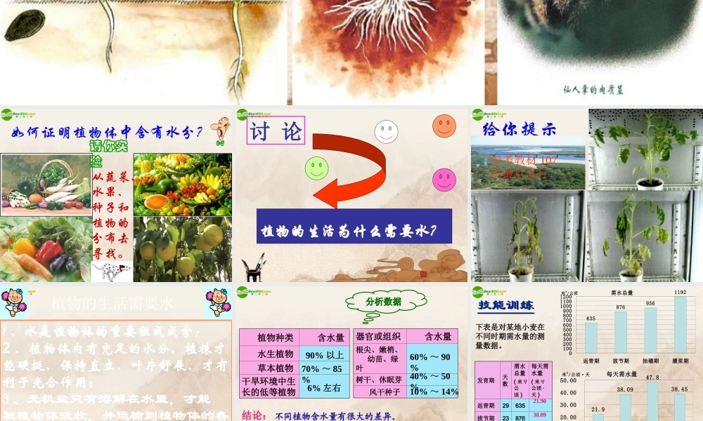 七年级生物上册 绿色植物的生活需要水课件 人教新课标版 课件