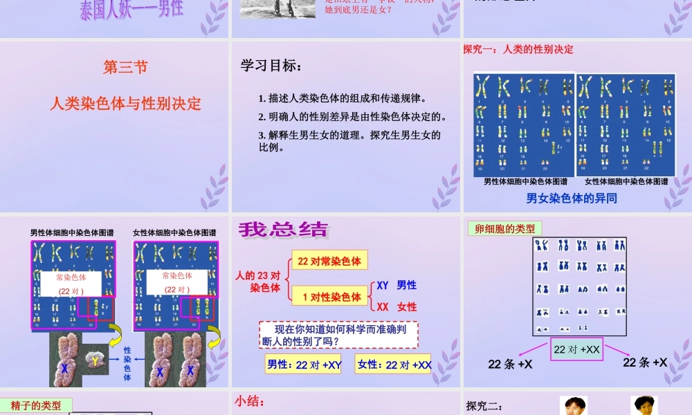 八年级生物上册 第四单元 物种的延续 第四章 生物的遗传与变异 第三节 人类染色体与性别决定课件(新版)济南版 课件