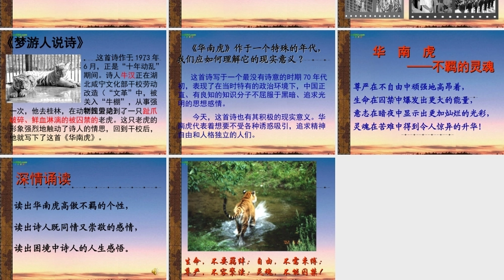 七年级语文上册(华南虎)课件 苏教版 课件