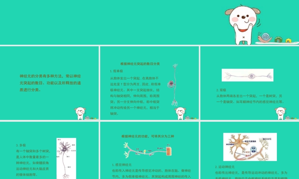 七年级生物下册 4.6.2(神经系统的组成)拓展资料：神经元的分类素材 (新版)新人教版 素材