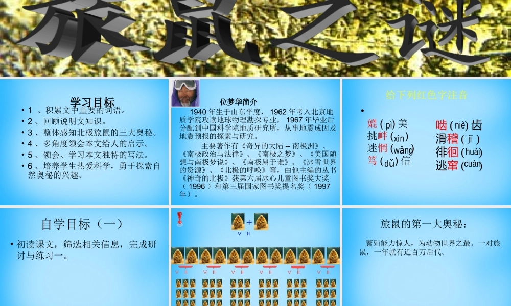 八年级语文下册(13 旅鼠之谜)课件 新人教版 课件