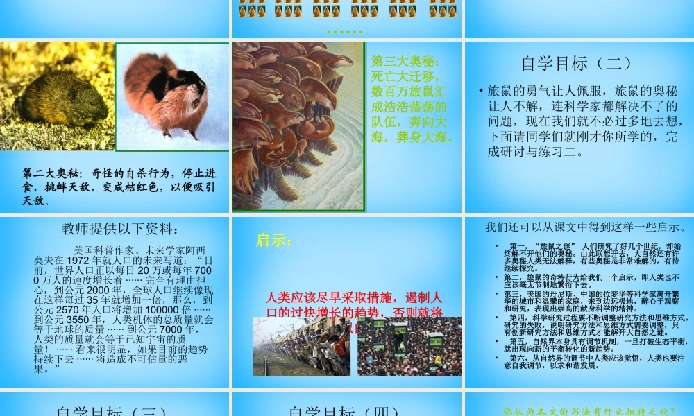 八年级语文下册(13 旅鼠之谜)课件 新人教版 课件