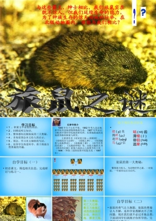 八年级语文下册(13 旅鼠之谜)课件 新人教版 课件