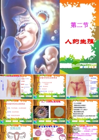 七年级生物下册：第四单元第一章第二节人的生殖6课件 人教版 课件
