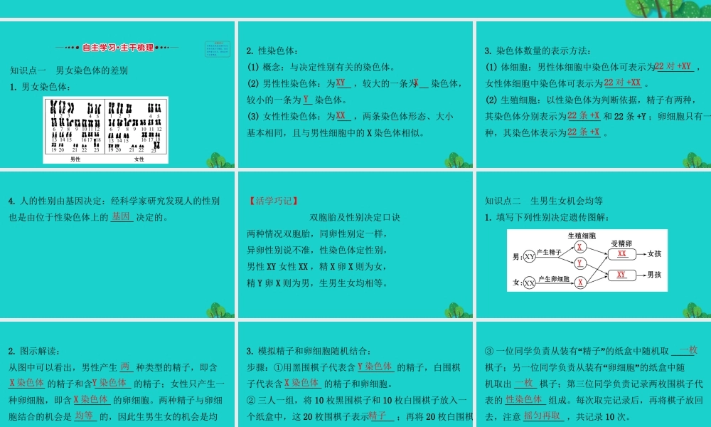 八年级生物下册 7.2.4人的性别遗传习题课件(新版)新人教版 课件