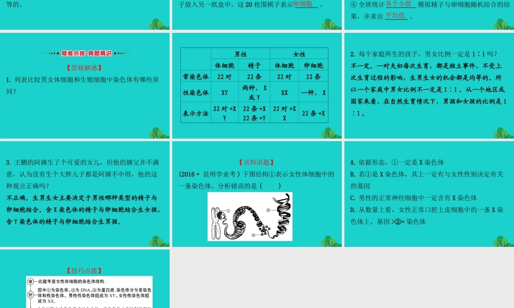 八年级生物下册 7.2.4人的性别遗传习题课件(新版)新人教版 课件