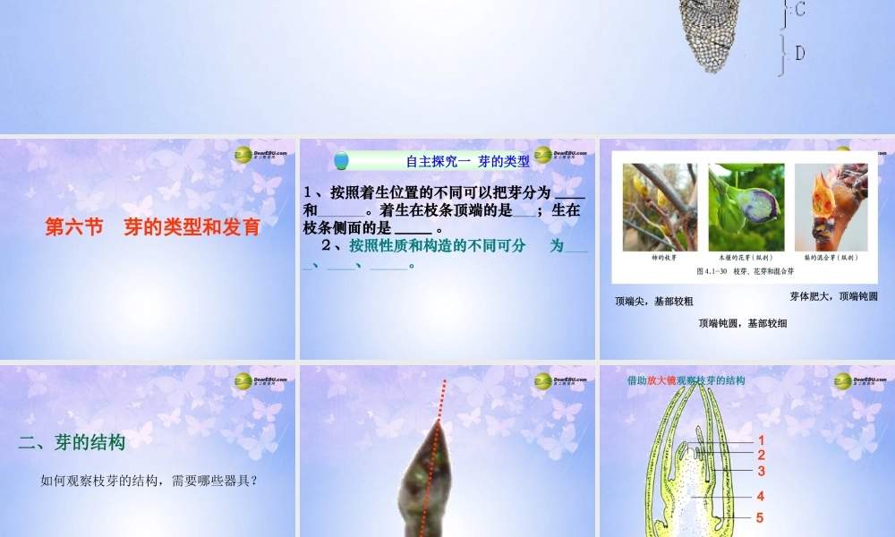 中学八年级生物上册 芽的类型和结构课件 济南版 课件