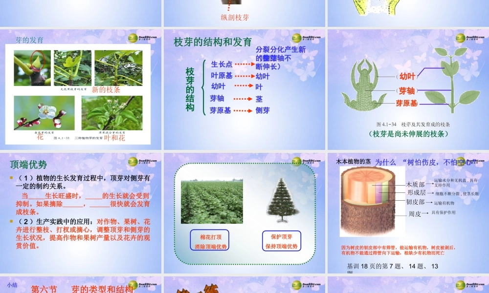 中学八年级生物上册 芽的类型和结构课件 济南版 课件