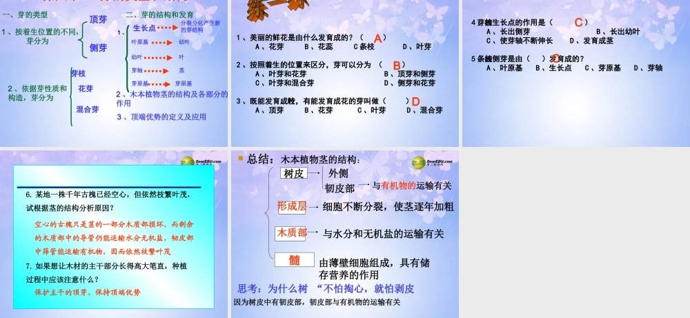 中学八年级生物上册 芽的类型和结构课件 济南版 课件