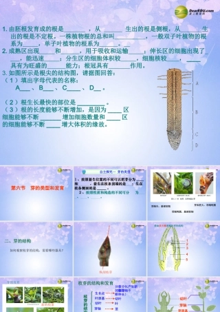 中学八年级生物上册 芽的类型和结构课件 济南版 课件