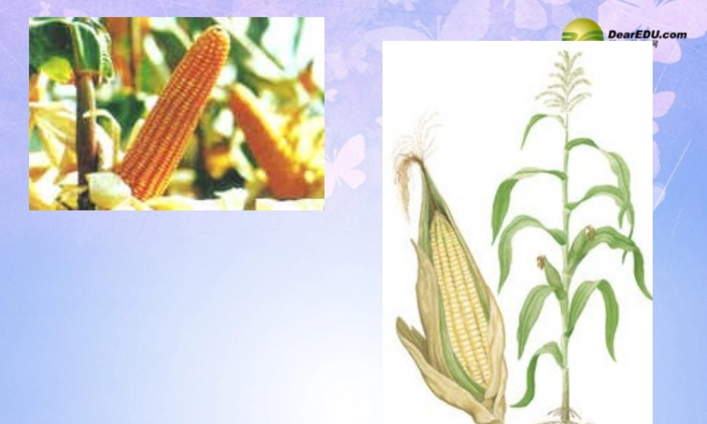 中学七年级生物上册 种子植物课件 鲁科版 课件