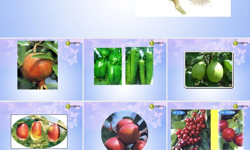 中学七年级生物上册 种子植物课件 鲁科版 课件