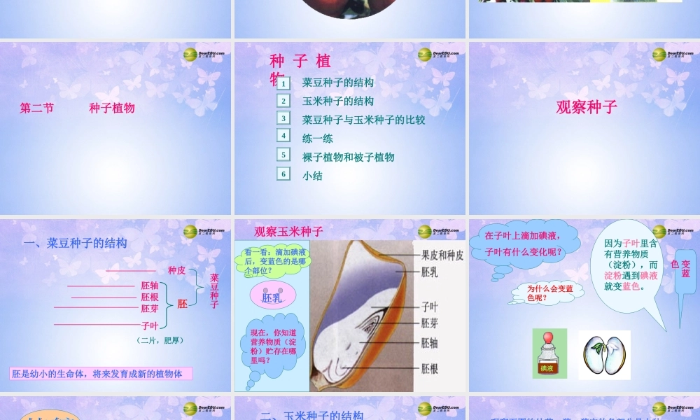 中学七年级生物上册 种子植物课件 鲁科版 课件