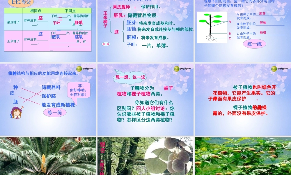中学七年级生物上册 种子植物课件 鲁科版 课件