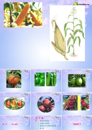 中学七年级生物上册 种子植物课件 鲁科版 课件