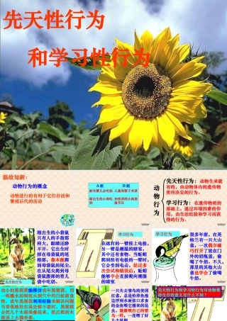 先天性行为和学习行为八年级生物第五单元第二章第二节 课件