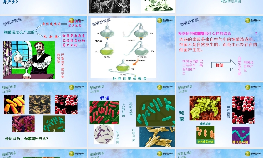 八年级生物上册 第五单元 4.2 细菌课件 新人教版 课件