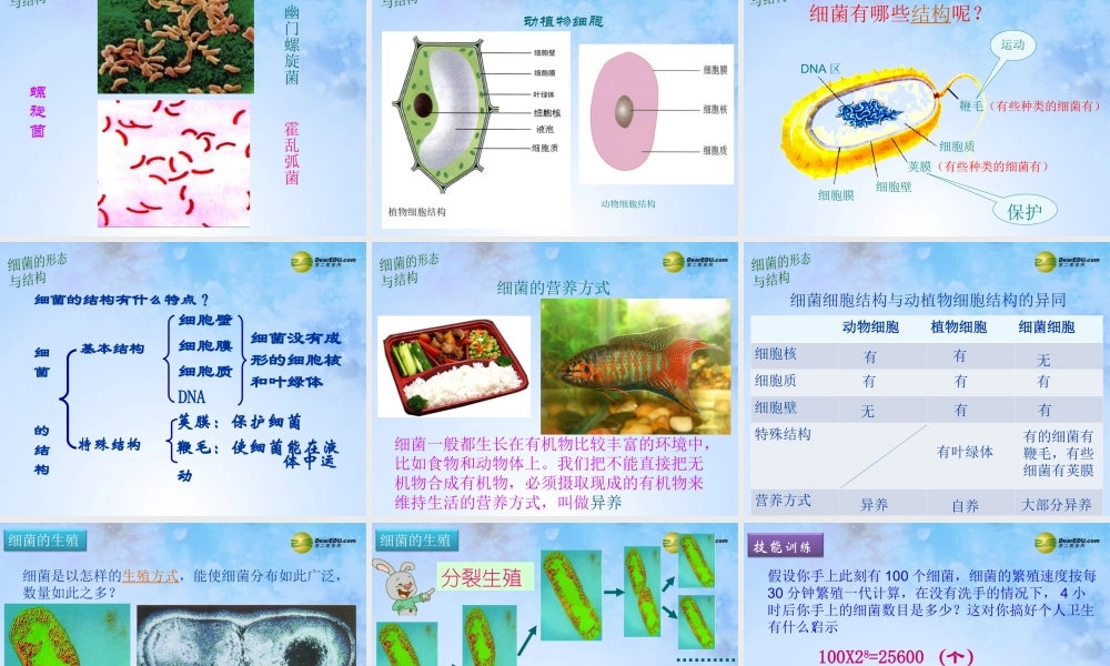 八年级生物上册 第五单元 4.2 细菌课件 新人教版 课件