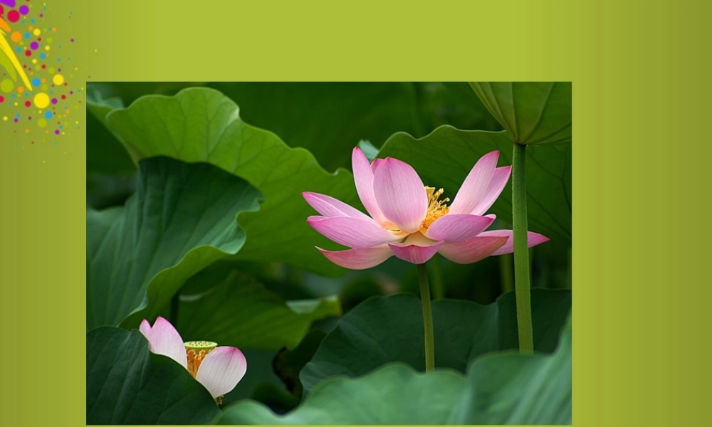 中学七年级语文上册 第4课(荷叶母亲)公开课课件 (新版)新人教版 课件