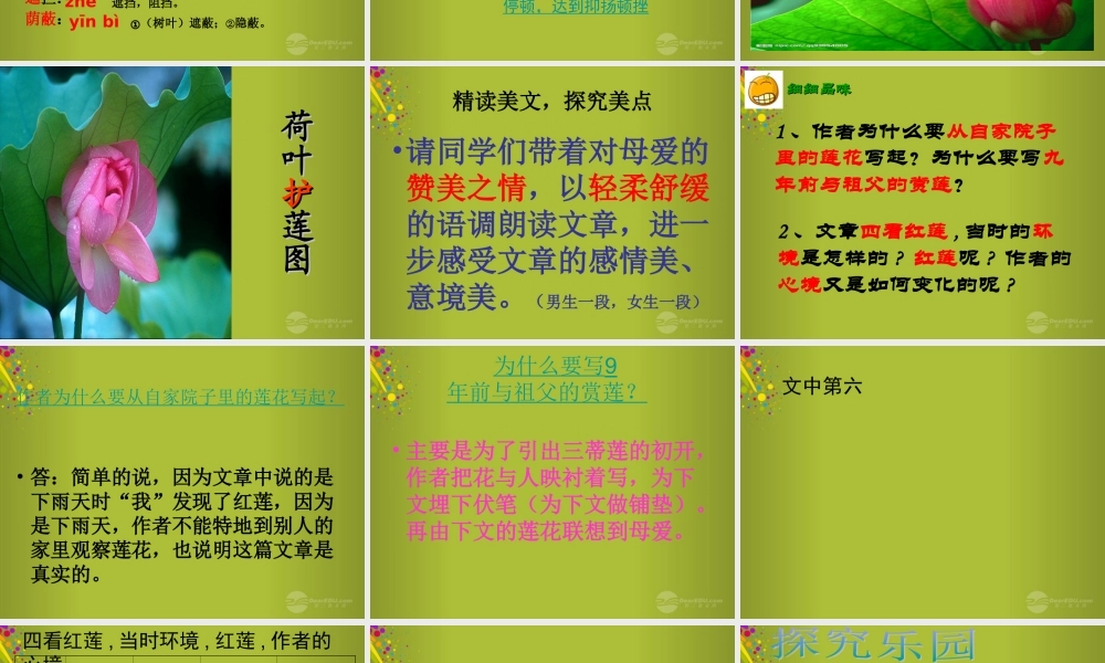 中学七年级语文上册 第4课(荷叶母亲)公开课课件 (新版)新人教版 课件