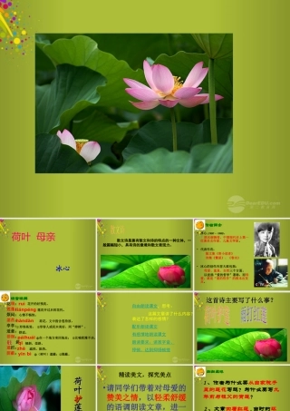 中学七年级语文上册 第4课(荷叶母亲)公开课课件 (新版)新人教版 课件