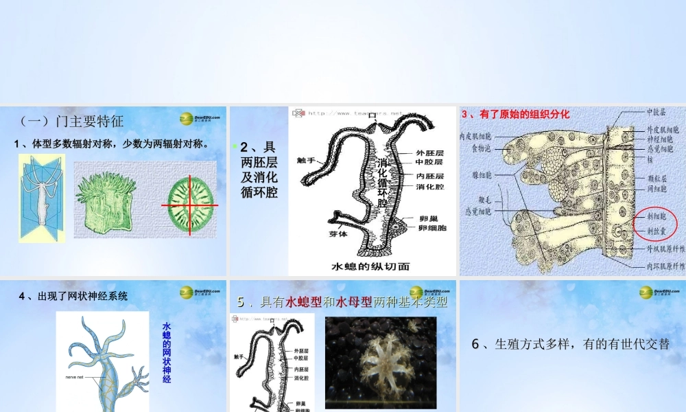 八年级生物上册 第五单元 1.1 腔肠动物门课件 (新版)新人教版 课件