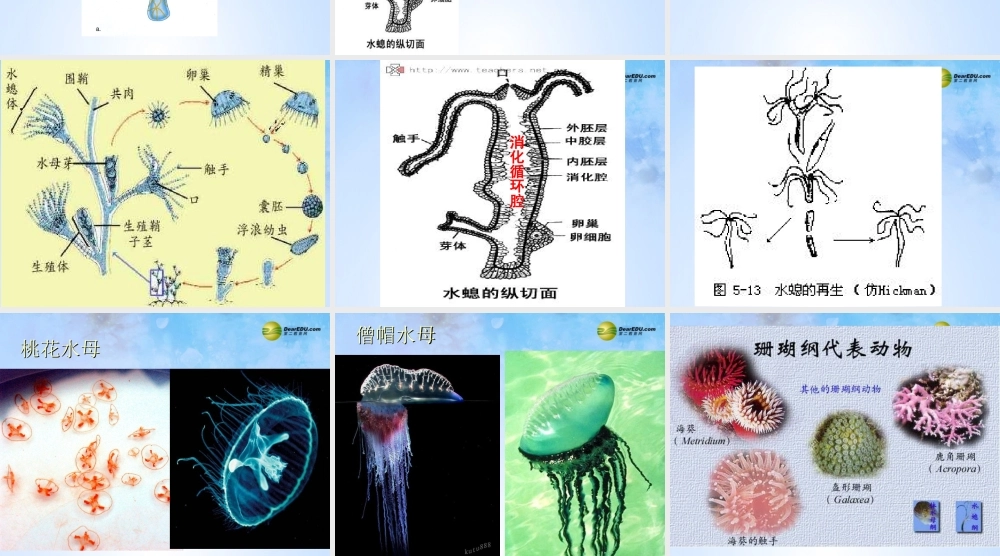 八年级生物上册 第五单元 1.1 腔肠动物门课件 (新版)新人教版 课件