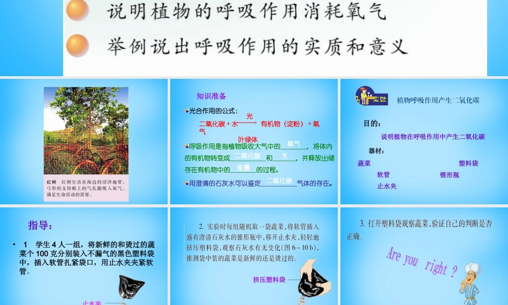 中学七年级生物上册 第6章 第4节 植物的呼吸作用课件 苏教版 课件