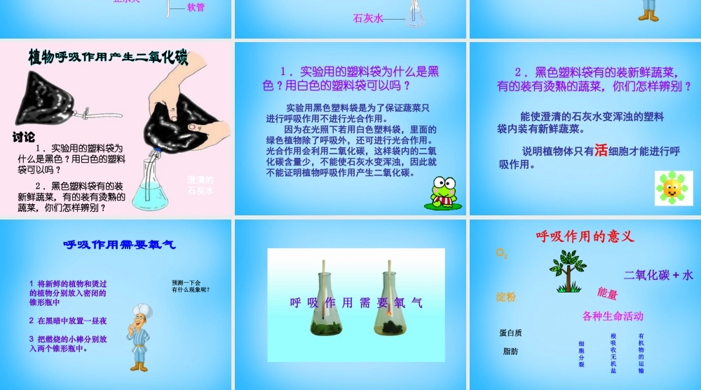 中学七年级生物上册 第6章 第4节 植物的呼吸作用课件 苏教版 课件