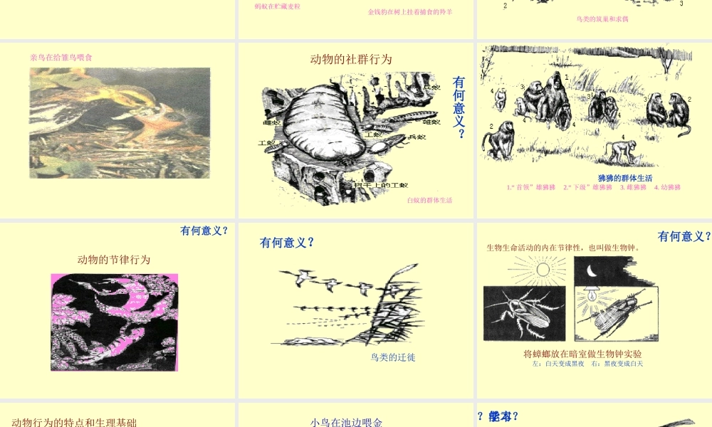 八年级生物 动物的行为课件