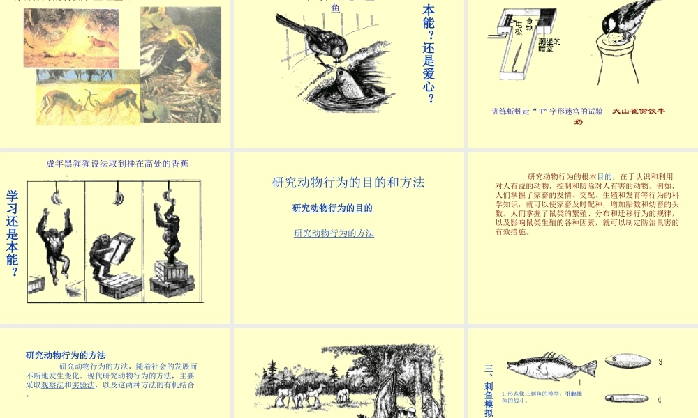 八年级生物 动物的行为课件