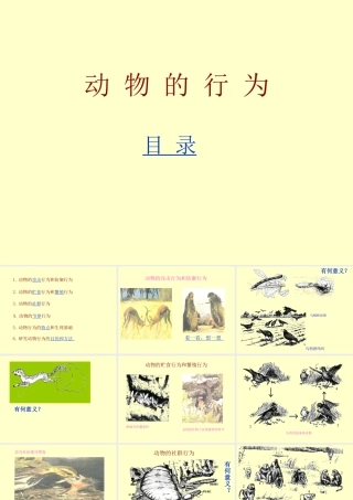 八年级生物 动物的行为课件