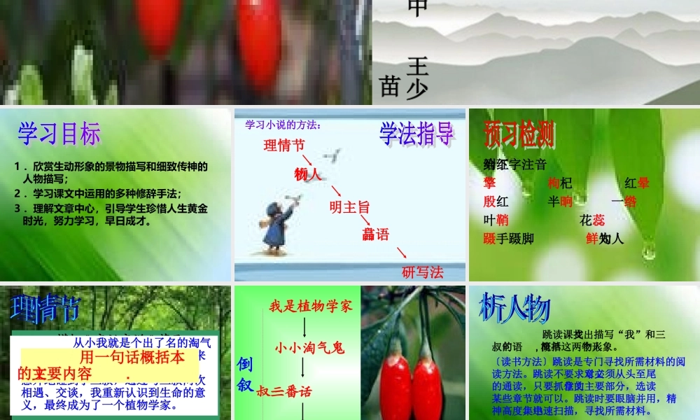 七年级语文上册(三颗枸杞豆)课件 苏教版 课件