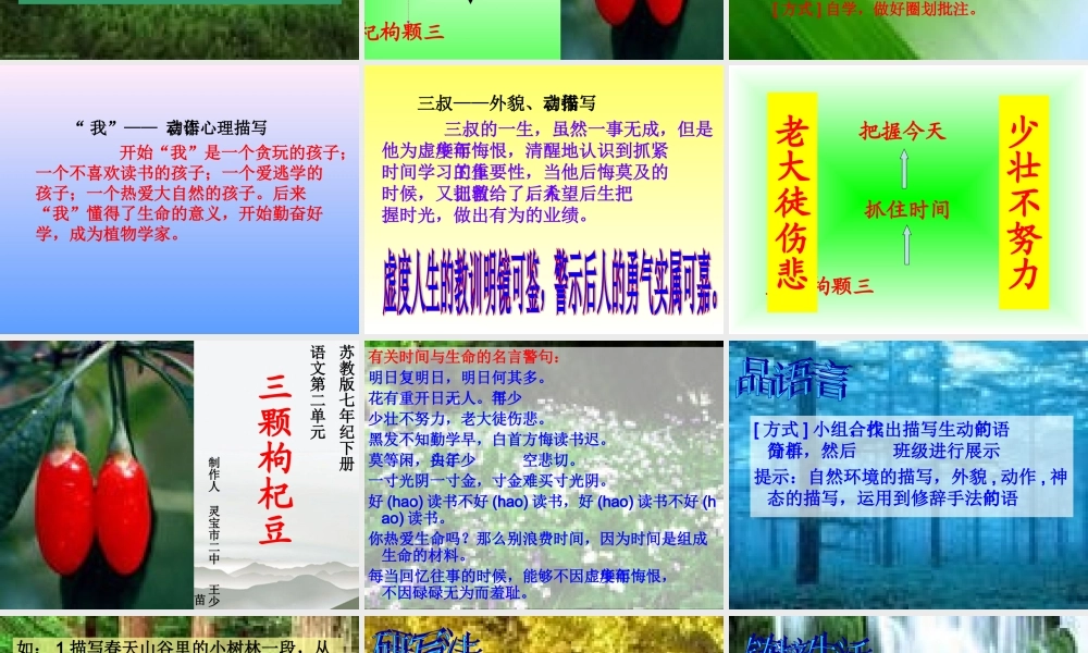 七年级语文上册(三颗枸杞豆)课件 苏教版 课件