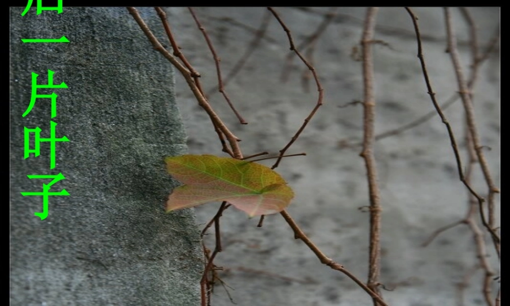 七年级语文上册 第五单元第10课 (最后一片叶子)课件 北师大版 课件