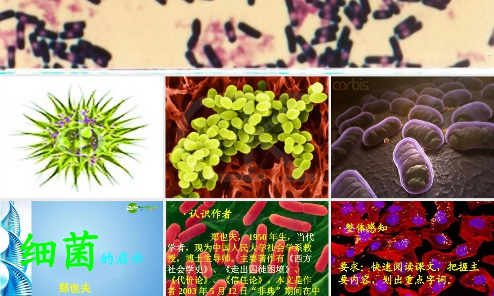 八年级语文下册(细菌的启示)课件 北师大版 课件