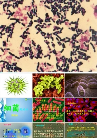 八年级语文下册(细菌的启示)课件 北师大版 课件