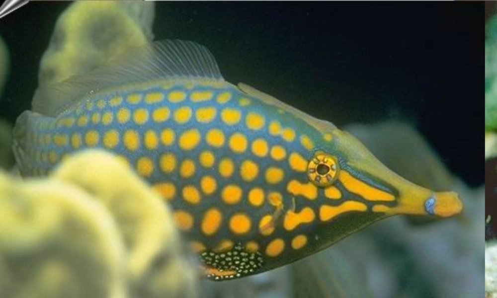 八年级生物 鱼纲课件