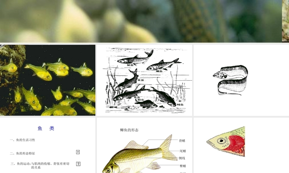 八年级生物 鱼纲课件