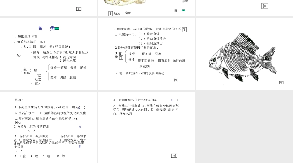 八年级生物 鱼纲课件
