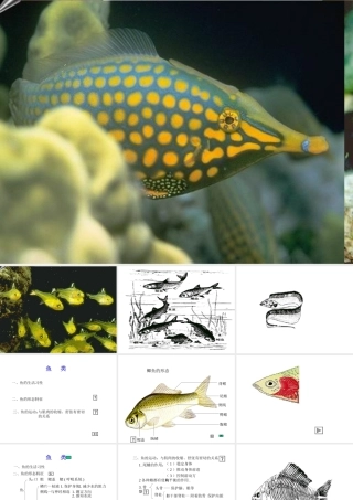 八年级生物 鱼纲课件