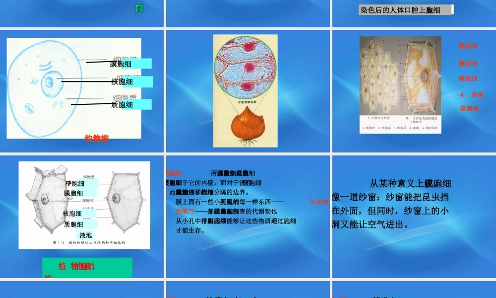 七年级生物上册 细胞的结构课件 人教新课标版 课件
