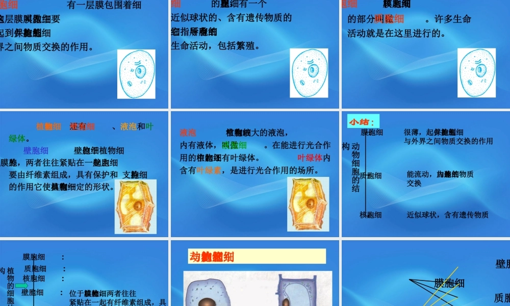七年级生物上册 细胞的结构课件 人教新课标版 课件