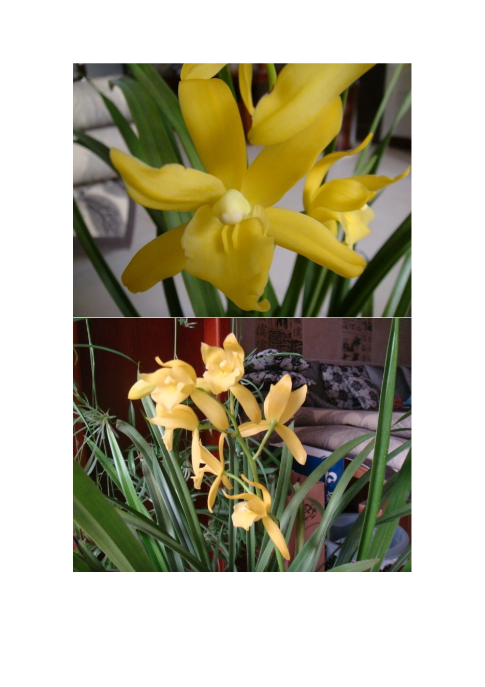 兰花图片大全1_第2页